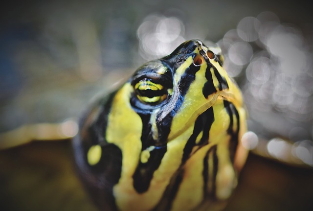 Tvár vodnej korytnačky.jpg