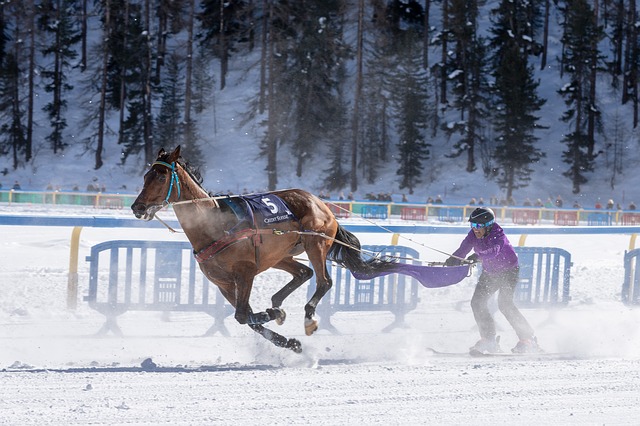 Skijoring.jpg
